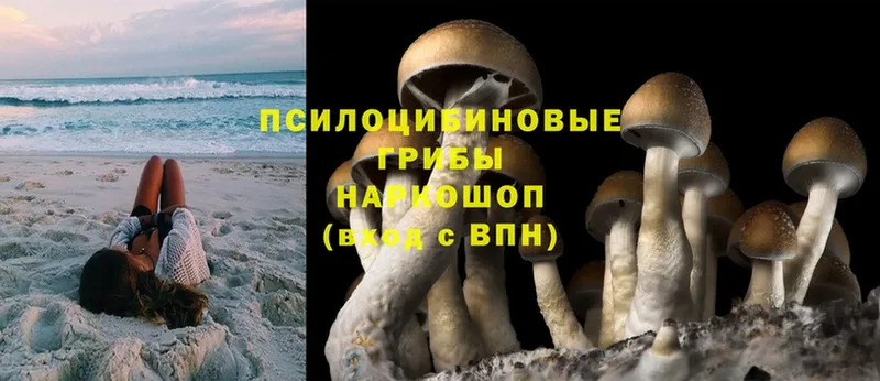 Галлюциногенные грибы Psilocybine cubensis  Каневская 